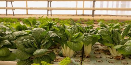 الزراعة المائية بالقصيم.. تقنيات تدعم الأمن الغذائي وتعزز الاستدامة