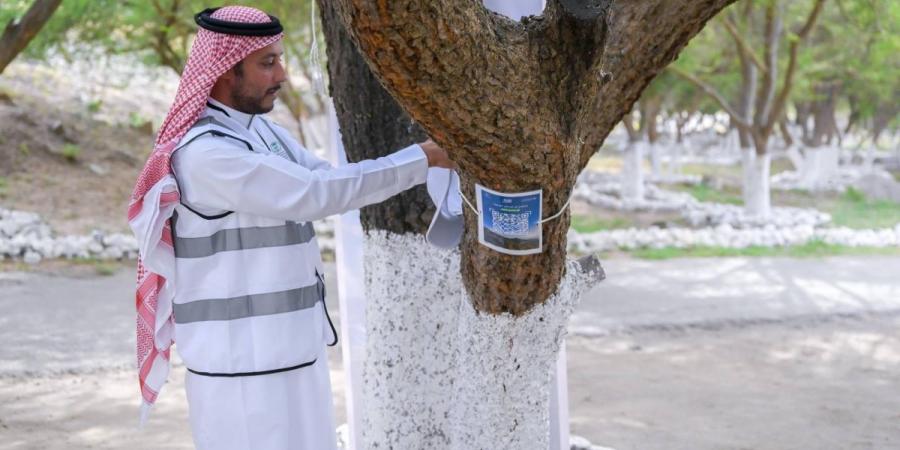 مبادرة تطوعية لتنمية الغطاء النباتي في الباحة